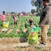 Bengal NPKS fertilizer
At Rajshahi zone