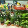Tree Collection