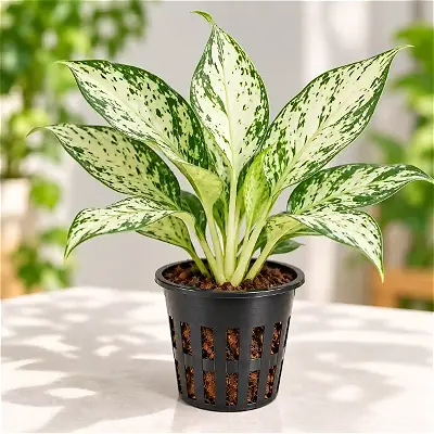 Aglaonema snow white plants