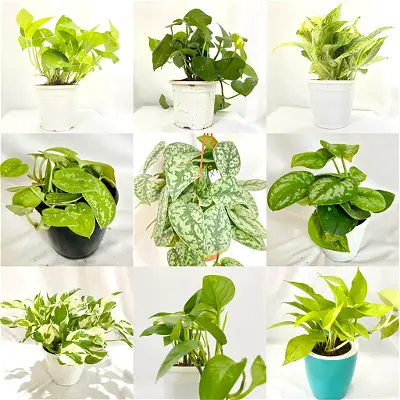 Money Plants Types