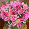 Bold Pink