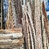 timber
