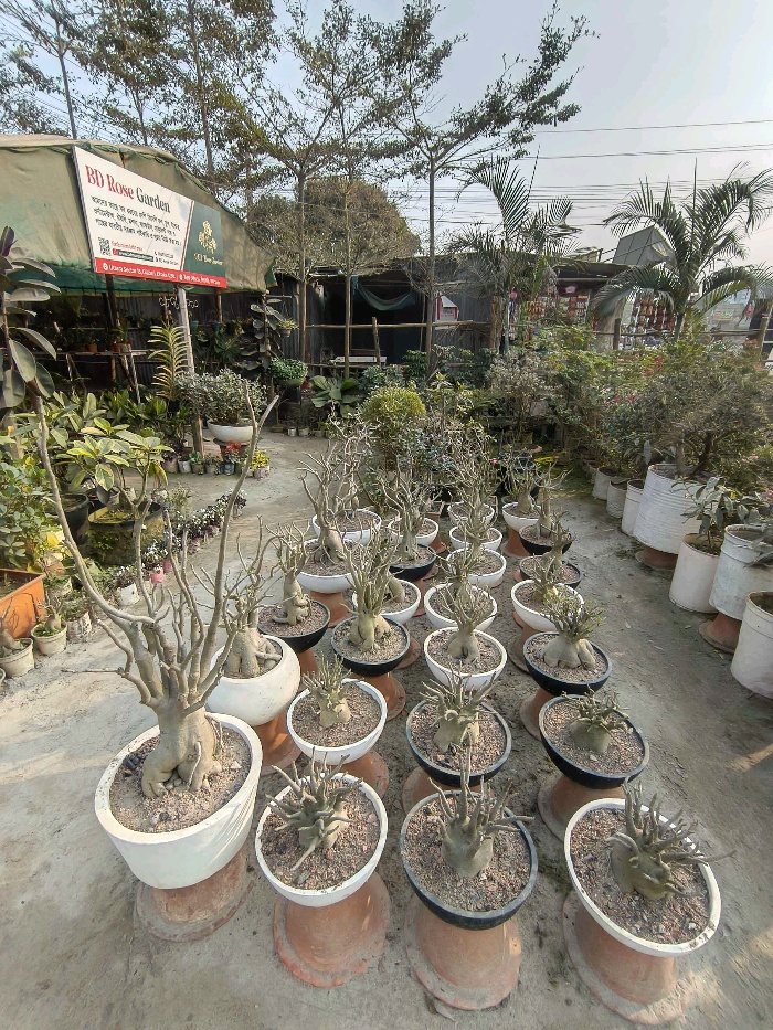 Bd Rose Garden  - Photo 6