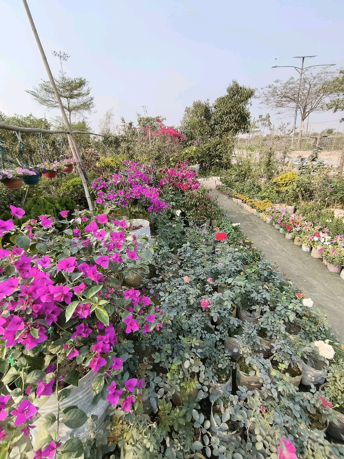 Nohakhali Nursery  - Photo 1