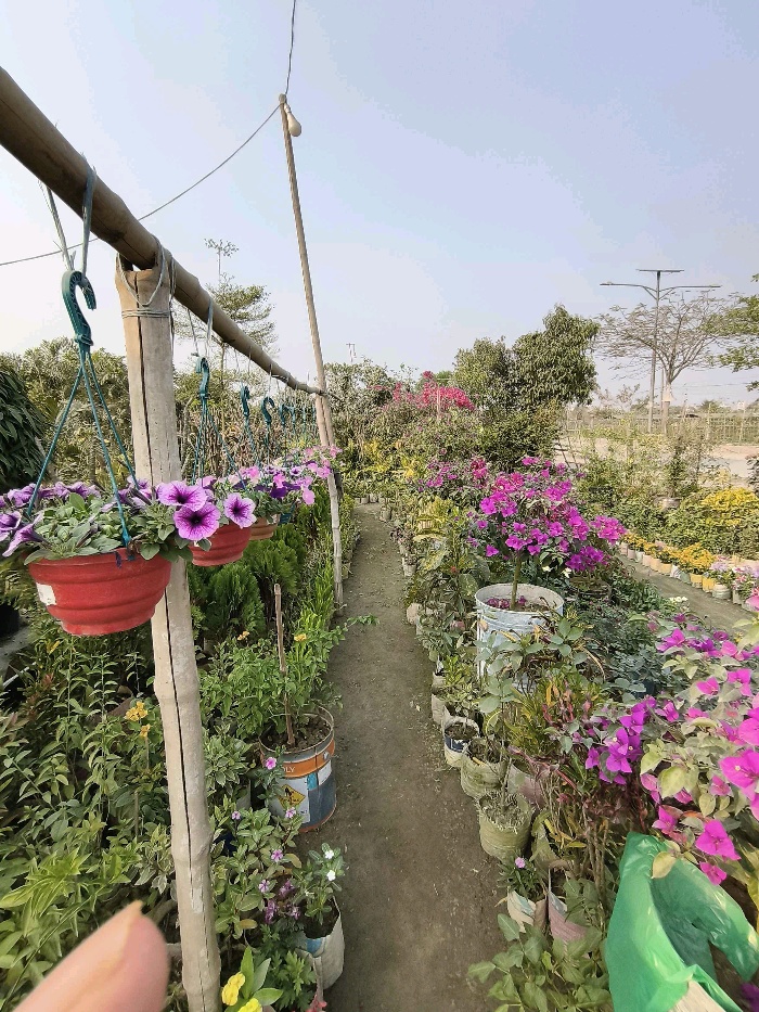 Nohakhali Nursery  - Photo 2