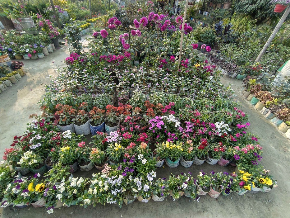 Nohakhali Nursery  - Photo 7
