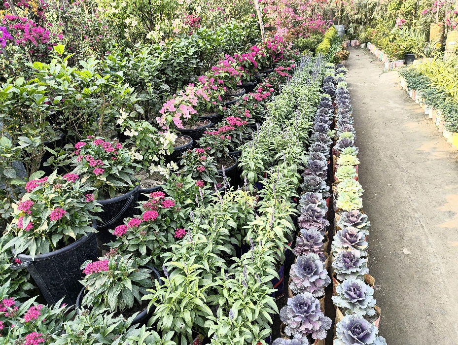 Ararat Garden - Photo 2