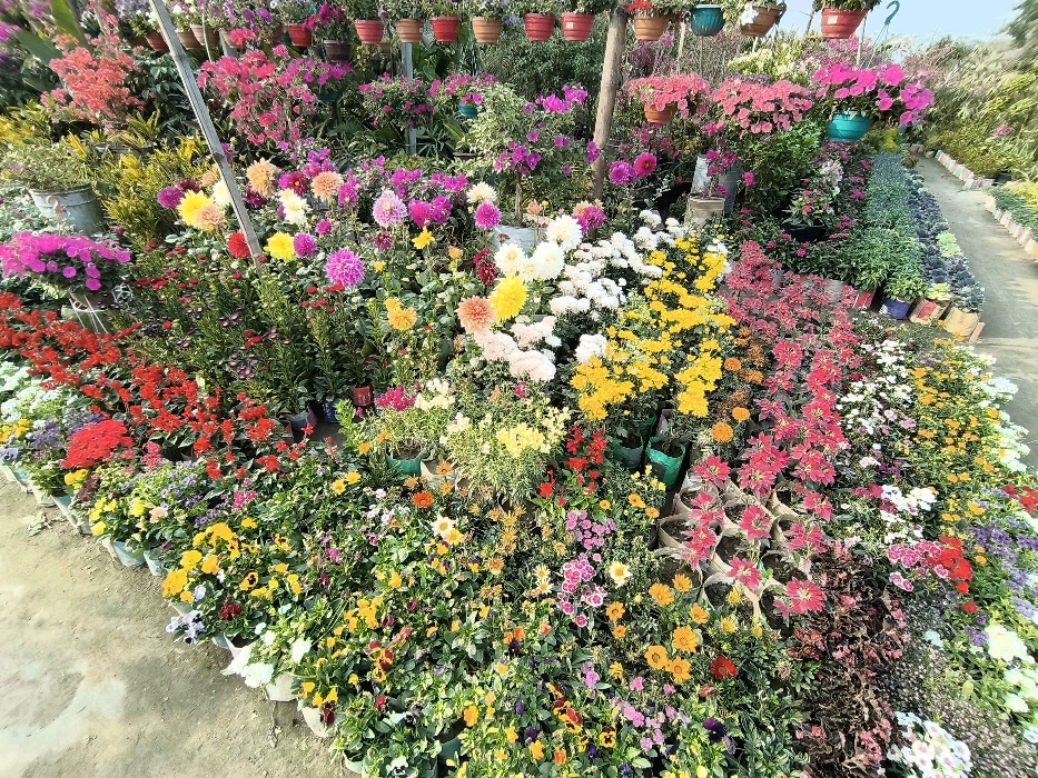Ararat Garden - Photo 4