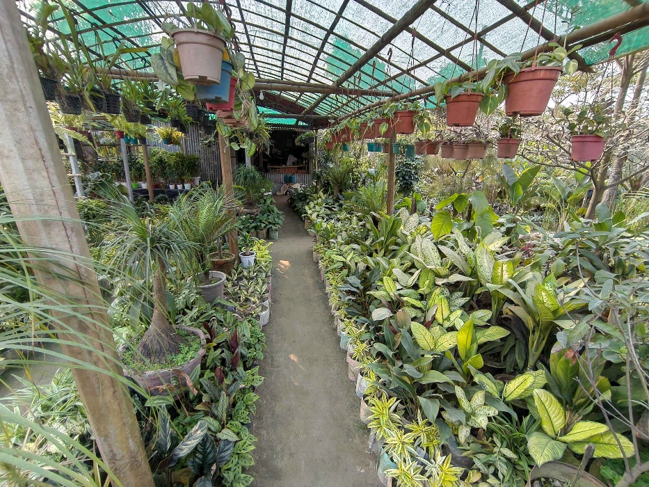 Green Land Nursery - Photo 1