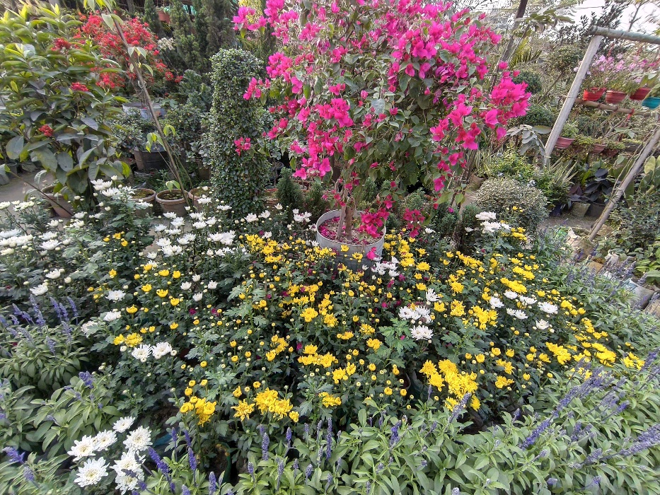 Green Land Nursery - Photo 3