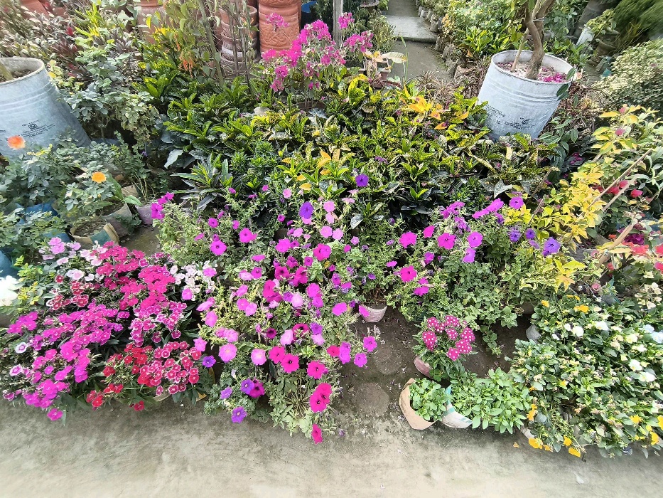 Green Land Nursery - Photo 5