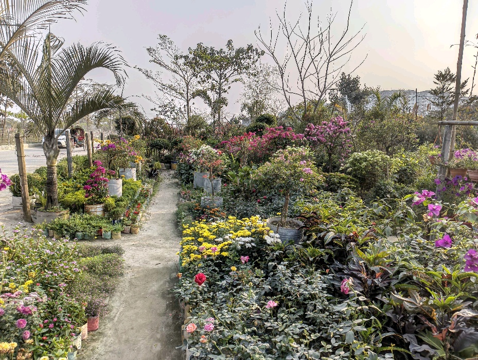 Green Land Nursery - Photo 8