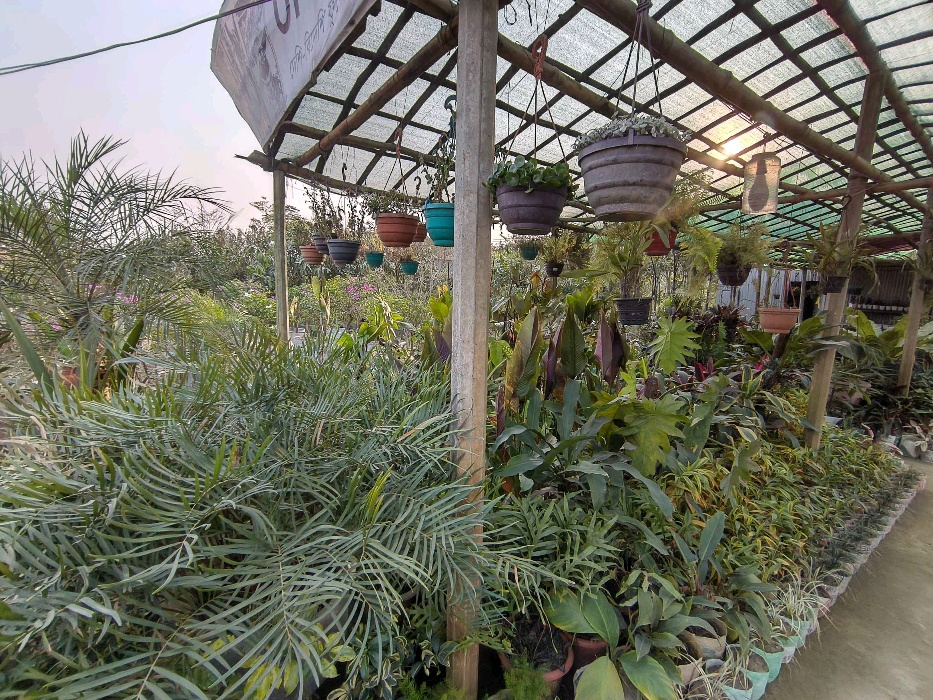 Dhaka Art and Nursery  - Photo 1