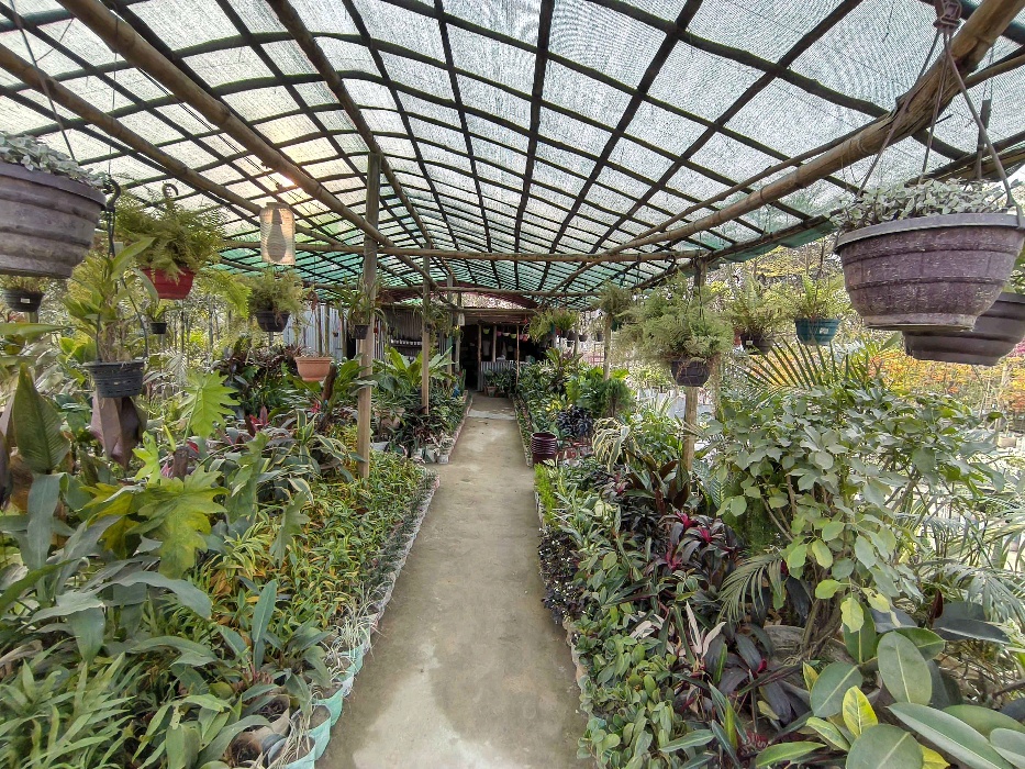 Dhaka Art and Nursery  - Photo 2