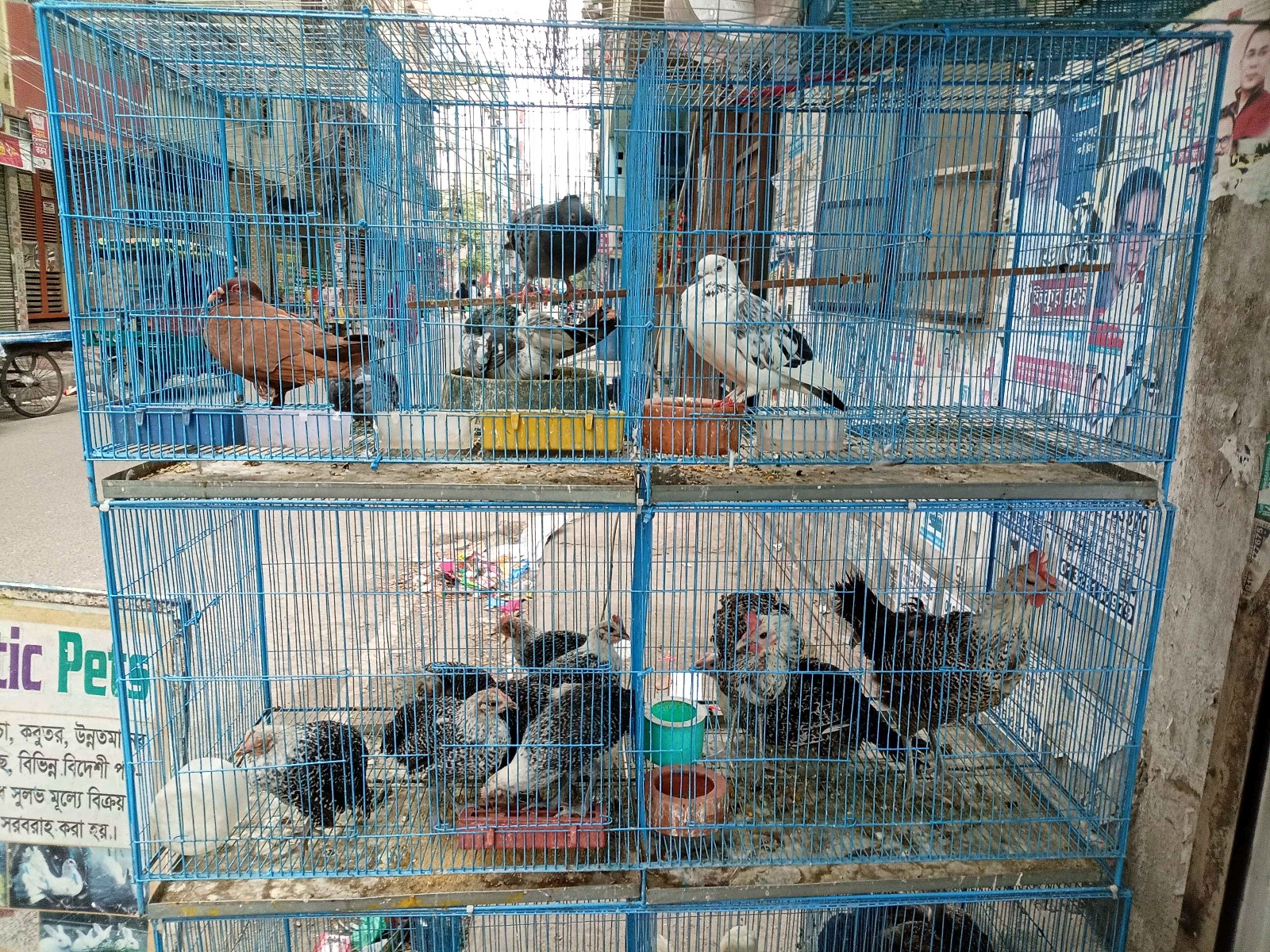 Ayaan Pet Shop - Photo 1
