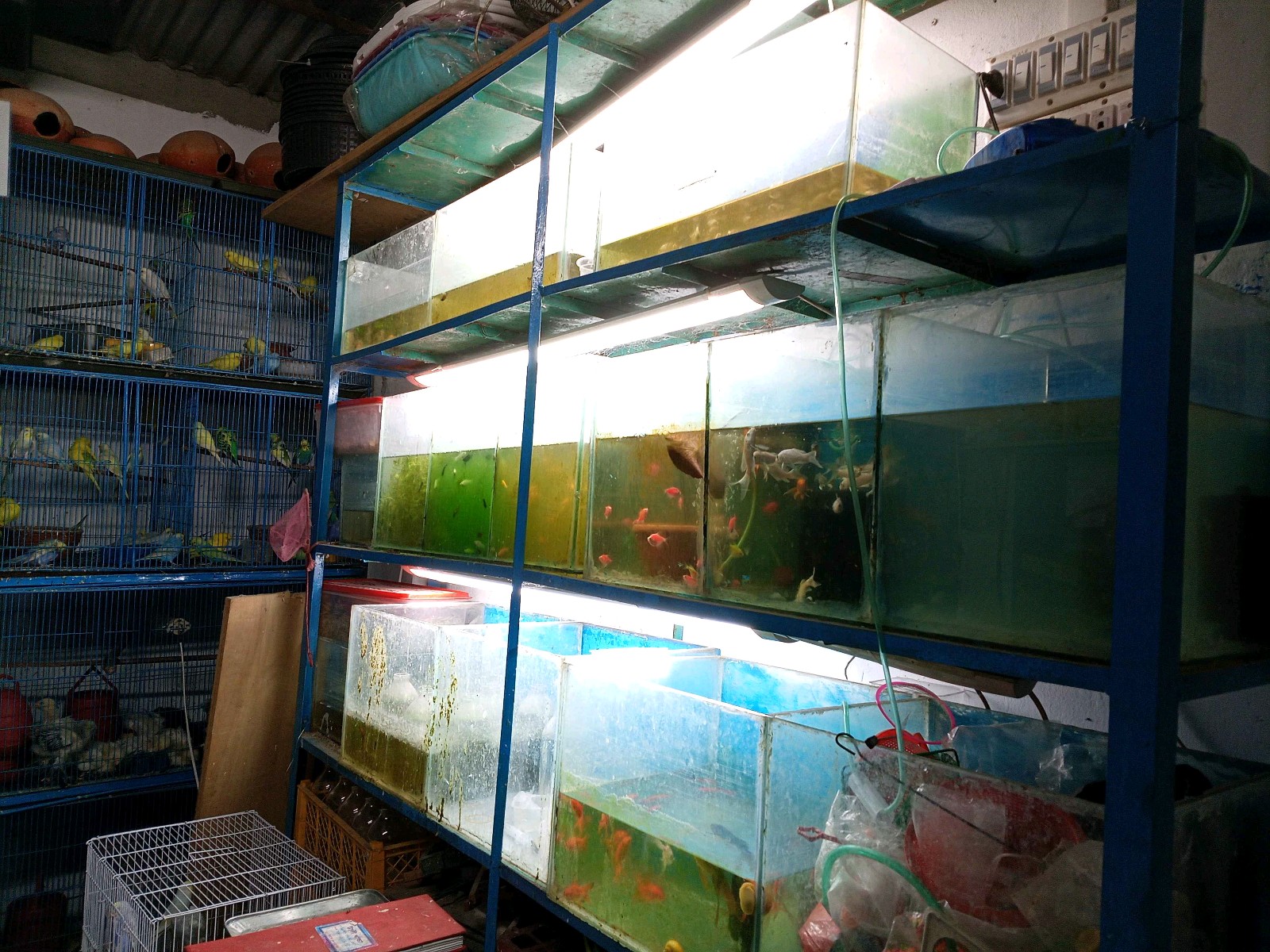 Ayaan Pet Shop - Photo 3