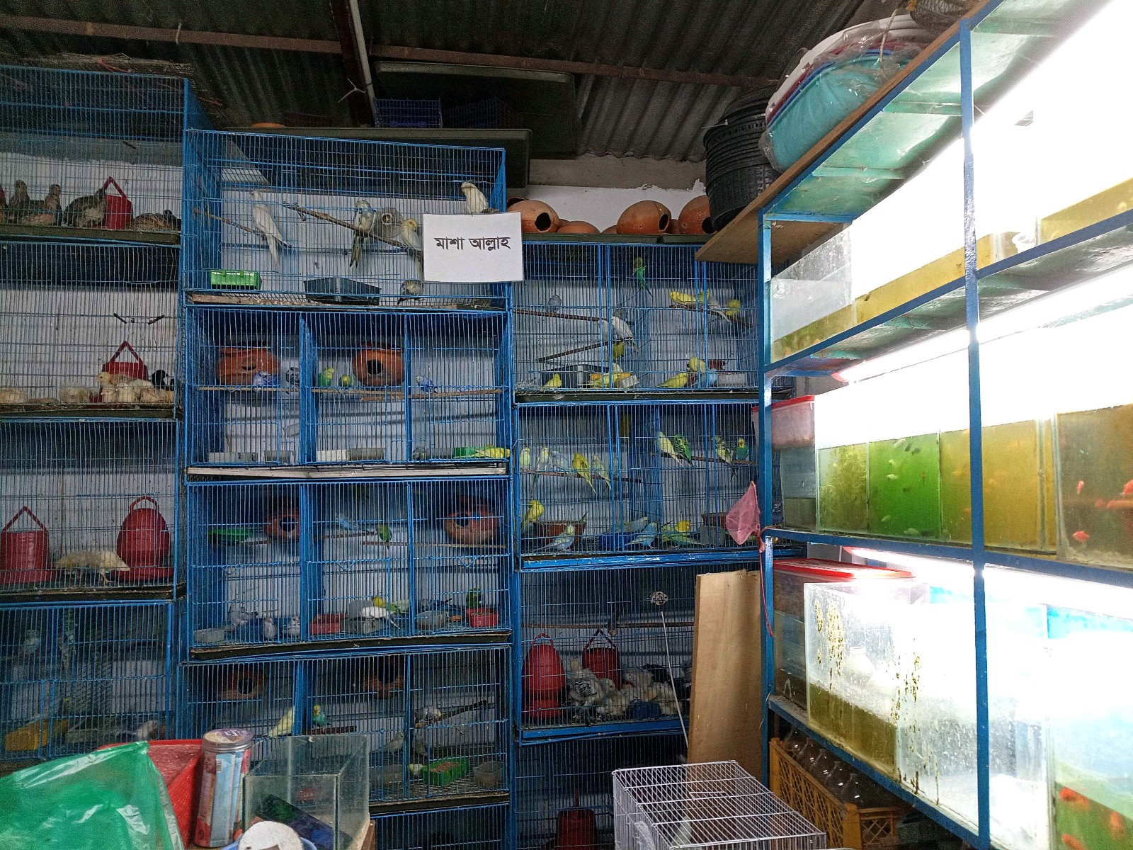 Ayaan Pet Shop - Photo 4