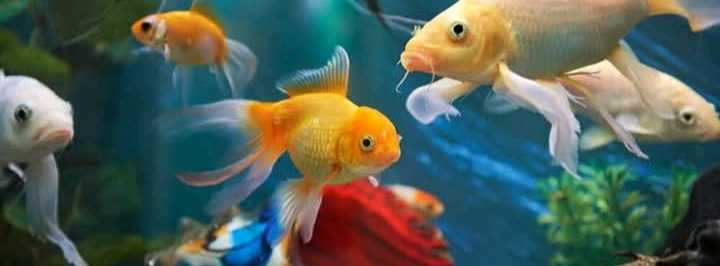 Swarna Aquarium & Pets