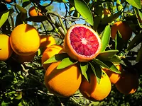 Sanguinello Blood Orange